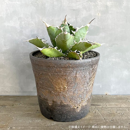 Kamiyama Standard Pot Shigarakiyaki Φ5.9”x 5.1" Agave caudex Cactus Japan Bonsai