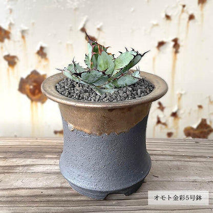 Kamiyama Omoto Pot Shigarakiyaki Φ6”x 5" Agave caudex Cactus Japanese Bonsai